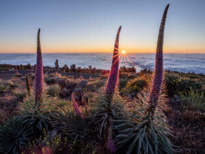 Tall pink-red tajinaste flowers in bloom at golden-hour sunset above a sea of clouds, La Palma.