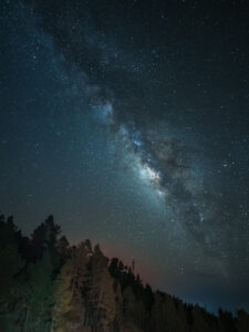 The galactic plane rising above silhouetted Canarian pines at the edge of the Roque de los Muchachos forest, La Palma.